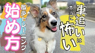 【犬 しつけ 車追いをヤメた方法】引っ張り癖.車追い…怖い！まずは安全なお散歩をしよう。