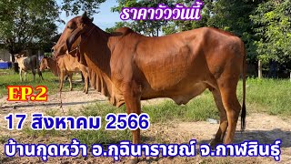 EP.2 ราคาวัววันนี้ 17 สิงหาคม 2567 ที่ตลาดวัวบ้านกุดหว้า จังหวัดกาฬสินธุ์