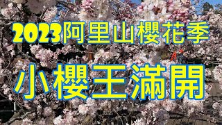 2023阿里山櫻花季小櫻王唐實櫻滿開2023/02/27