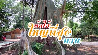 ต้นไม้ที่ใหญ่ที่ใหญ่ที่สุดของน่าน The biggest tree in Nan.