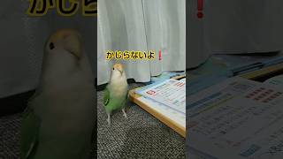 カジカジ…宿題の邪魔をするインコ🐦️😂💕