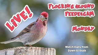 Live from The Roost! - Monday 02/24/2025