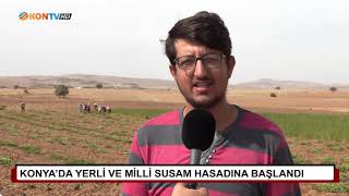 Konya yerli ve milli susam hasadına başlandı