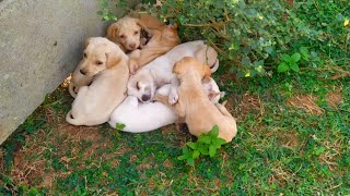 Hungry Street puppies | Mother dog died after giving birth| Juz Smile