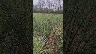 Éleocharis des marais (Eleocharis palustris). Cliquez sur \