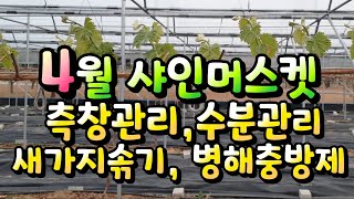 4월의 샤인머스켓 포도원관리