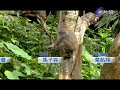 熱線追蹤 2013 07 08 pt.5 5 台灣獼猴該降級嗎