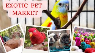 exotic pets at Broadway pet market, jan 26 2025