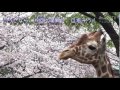 sakura and animal 桜と動物 200th 200 【animaltv アニマルテレビ】