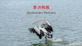 Australian Pelican 澳洲塘鵝