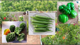 Vegetable Plants in my Terrace Garden | மாடித்தோட்டத்தில் காய்கறி செடிகள்