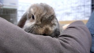 うさぎさんが飼い主をねぎらってくれるそうです【ホーランドロップ】