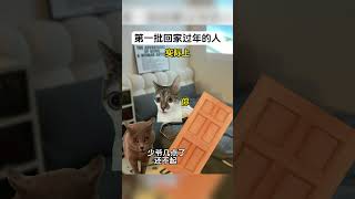 当第一批回家过年的人到家时#猫meme小剧场#过年#第一批回家过年的人#砂糖橘#搞笑