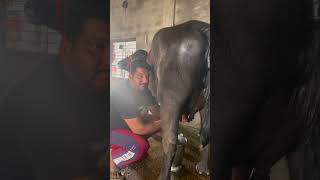 7814824449 ਦੋ ਦੰਦ ਕੱਟੀ Sonu Randhawa Dairy Farm #music #trending #top #viral #dairy