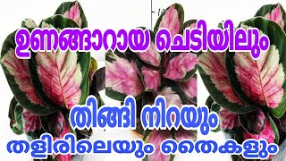 ഒരു ഇല പോലും ഇനി കരിയില്ല 5 മിനിറ്റ് കൊണ്ട് വളം റെഡി /  Calathea Plant Care Tips