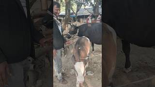 এক গাভী বাছুরই পুরো হাট মাতালো#গরু #cow