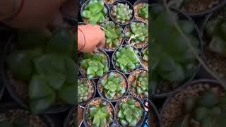 玉露 多肉植物 succulents