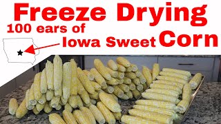 Freeze Dried Corn on the Cob -- IOWA SWEET CORN YEAR ROUND!