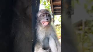 Drunk Monkey #shorts very funny video