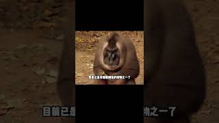 世界上最兇猛的5種猴子，其中有哪種能打倒豹子？山魈戰力超乎想象！ #农村鸟类 #福寿螺敌 #春鲅鱼冷 #伪装鸟类 #海狗交配