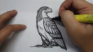 How to draw the Great Philippine Eagle (monkey-eating eagle) [ 4K ] - Easy Drawing Tutorial