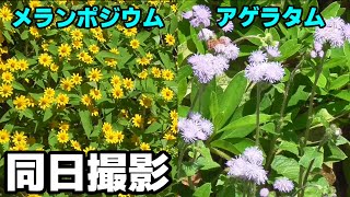 開花期が長い！　夏のメランポジウムとアゲラタム　#Melampodium #Ageratum #園芸