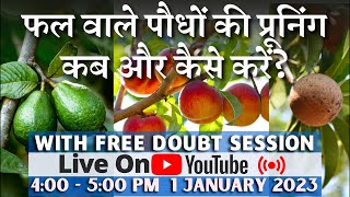 फल वाले पौधों की प्रूनिंग कब और कैसे करें? || How to do pruning in Fruit Plants 🌱