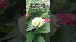 北部九州梅雨入り　平年より3日早いアジサイも開花　Cat cute video　♯shorts　♯猫かわいい　♯ネコ　♯猫　♯Cat cute 　♯Cat 　♯梅雨入り　♯アジサイ　♯あじさい