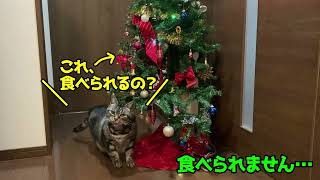 クリスマスツリーと猫　【おじさん猫の日常を見てみよう】