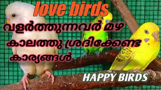 മഴ കാലത്തു love birds നെ വളർത്തുന്നവർ ശ്രദിക്കുക /how to care winter season in lovebirds