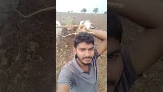 పత్తి చేనులో కందికాయలు కోస్తున్న,🤔 #ytshorts #shorts #farmarvlog #villagevlog #villageboy