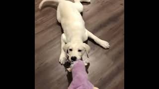 Dog | Funny Dog | puppy | funny video | cute dogs | labrador | animals | #shorts  #viral