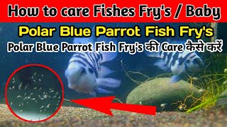 How to care polar blue parrot fish fry | Polar blue parrot fish fry ka care kaise kare in hindi/urdu