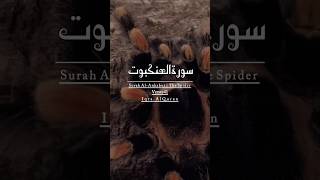 Surah Al-Ankabut verse 41 Urdu Translation #shorts