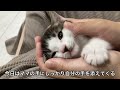 大好きなママを怪我させてしまった子猫がしょんぼりしてしまった