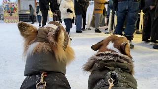 「-5℃」の寒空の中、犬達と一緒に『初詣にお出かけ』した結果…