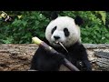 20190505 圓仔有筍萬事足 吃飽睡滿好幸福 the giant panda yuan zai