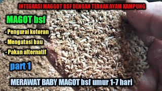 CARA MERAWAT BABY MAGGOT BSF,umur 1-7hari