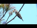 ホトトギス（1）さえずり（舳倉島） lesser cuckoo wild bird 野鳥 動画図鑑