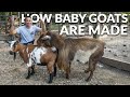 Ultimate Goat Breeding Guide: Everything for a Successful Season