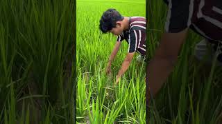 Vlog Jidan Ibrahim || Petualangan Di Sawah. Part 303 #vlog #viral #hewanlucu #otter #burung