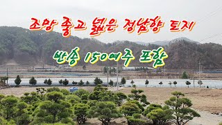 [644] 정남향 토지. 넓은 하천과 멋진 조망. 약 150여주의 반송 포함 매매  [횡성부동산][횡성전원주택][강원도전원주택][황금부동산 644]소재지 : 강원도 횡성군 청일면