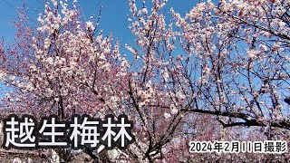 【4K】越生梅林梅まつり3（2024年2月11日）