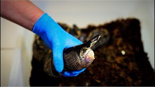 Removing eggs from an egg bound Ball Python