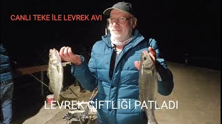 LEVREK ÇİFTLİĞİ PATLADI !!! OLTAYI ALAN LİMANA KOŞTU !!! ORDU MERKEZ BALIK AVI !!