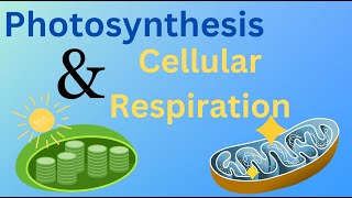 Photosynthesis and Cellular Respiration - Energy Cycle of Life