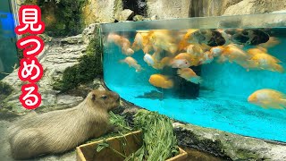 「魚を見つめるカピバラ」Capybara staring at the fish　鳥羽水族館　「みかんを頭にのせるカピバラ」超えが目標!