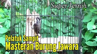 MASTERAN PELATUK SAMPIT JERNIH