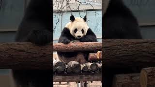 萌萌来听政了 #panda #一方水土养一方熊猫 #大熊猫 #cute #熊 #zoo