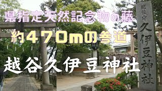 藤の花が咲く　越谷久伊豆神社 （こしがやひさいずじんじゃ）埼玉県　越谷市